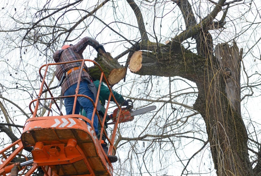 tree services manhattan