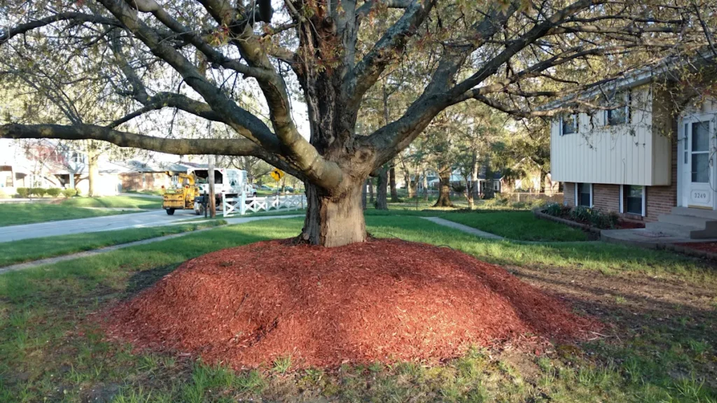 Tree Mulching Improves Root Health