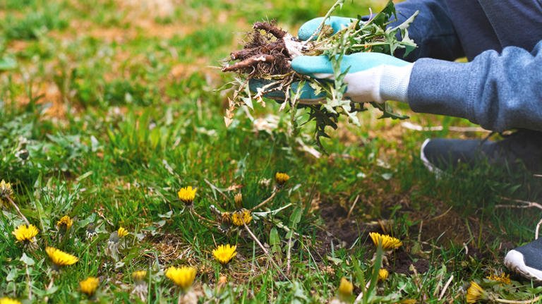 Seasonal Tree Care