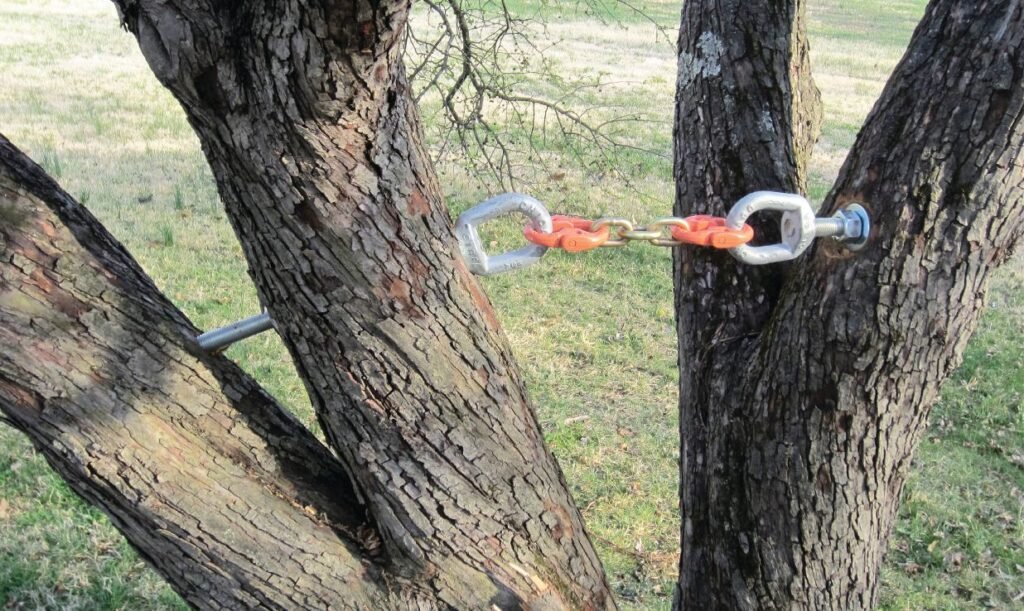 Tree Cabling and Bracing