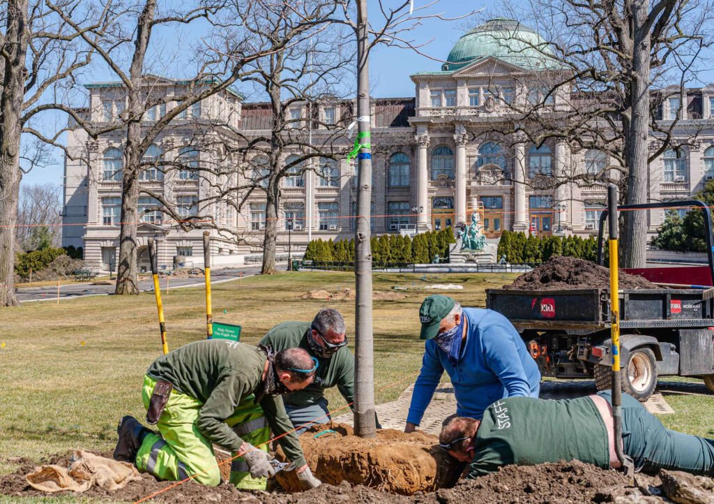 Proper Tree Planting