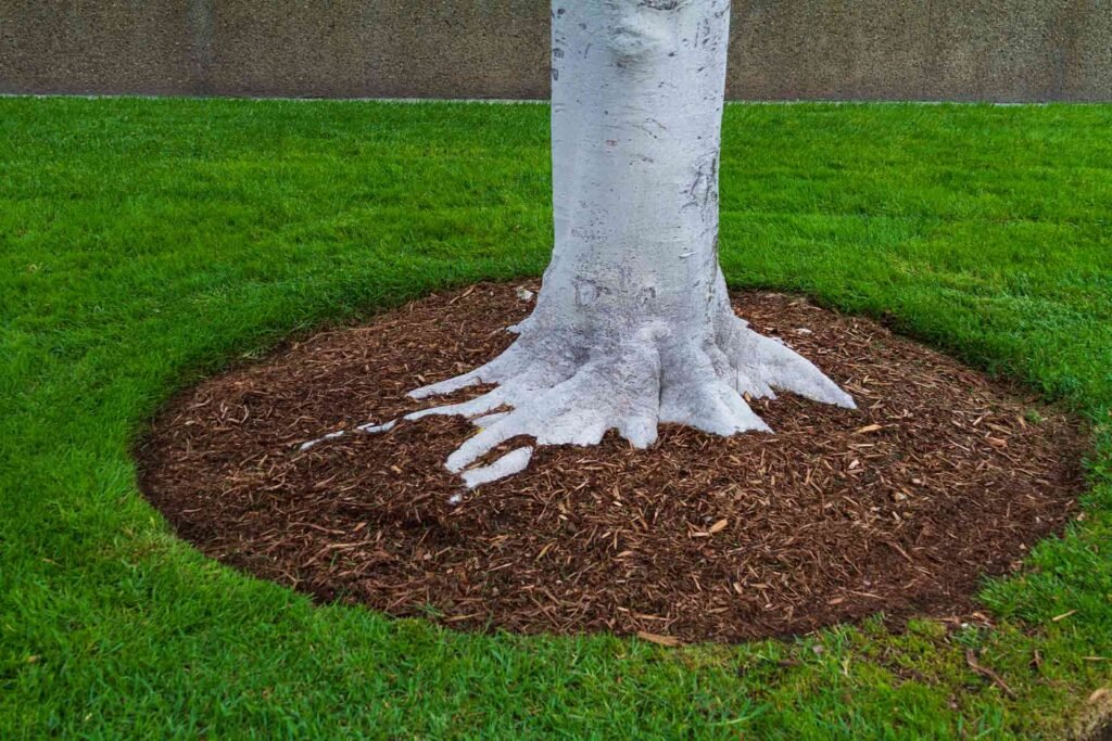 Tree Mulching Improves Root Health