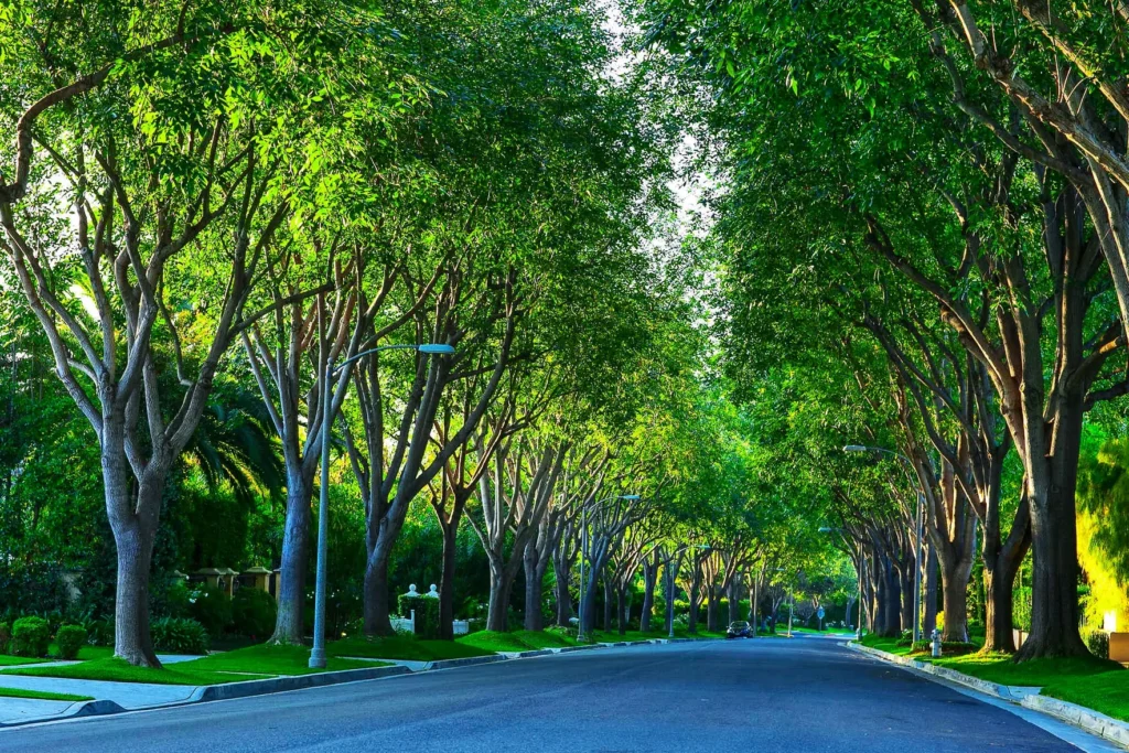 Proper Tree Shaping Improves