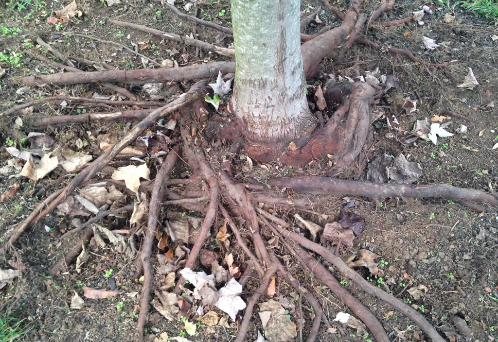 Tree Mulching Improves Root Health