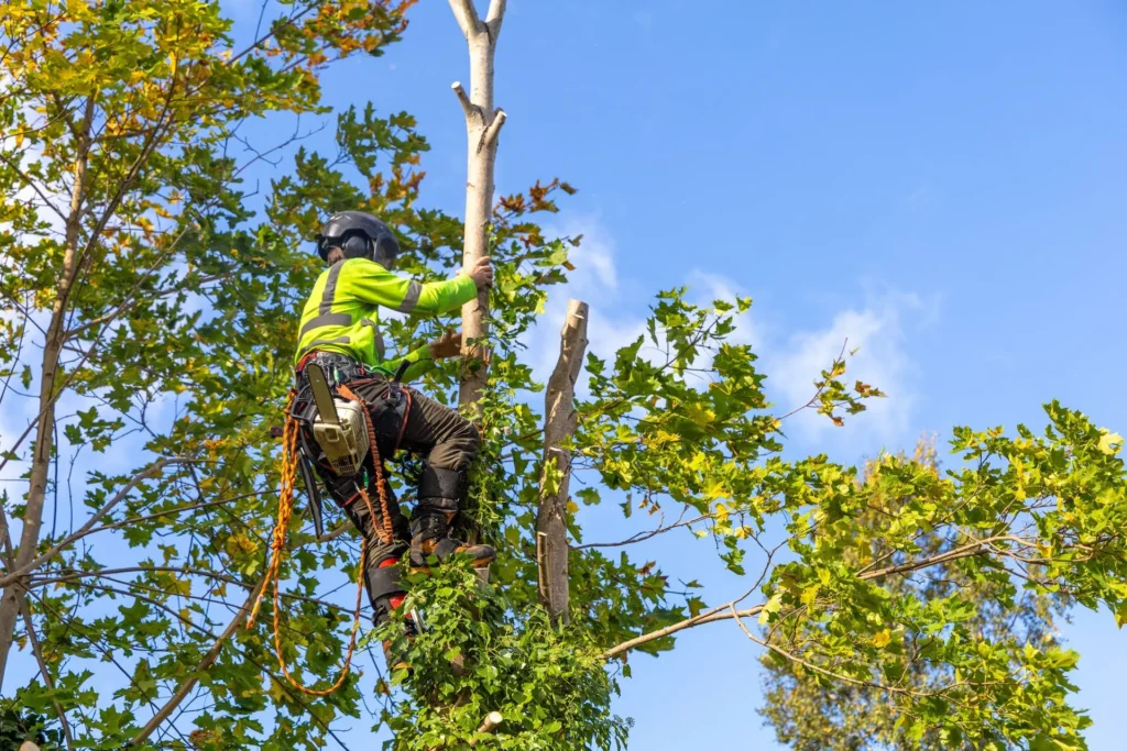Seasonal Tree Care
