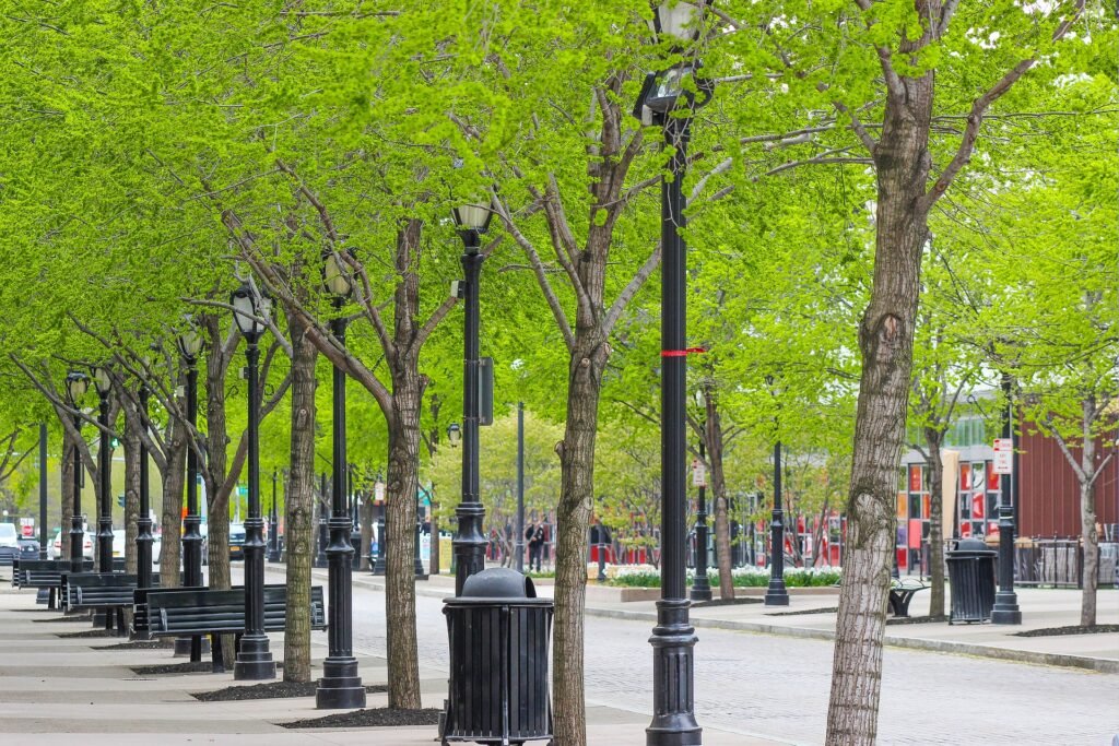 Proper Tree Shaping Improves