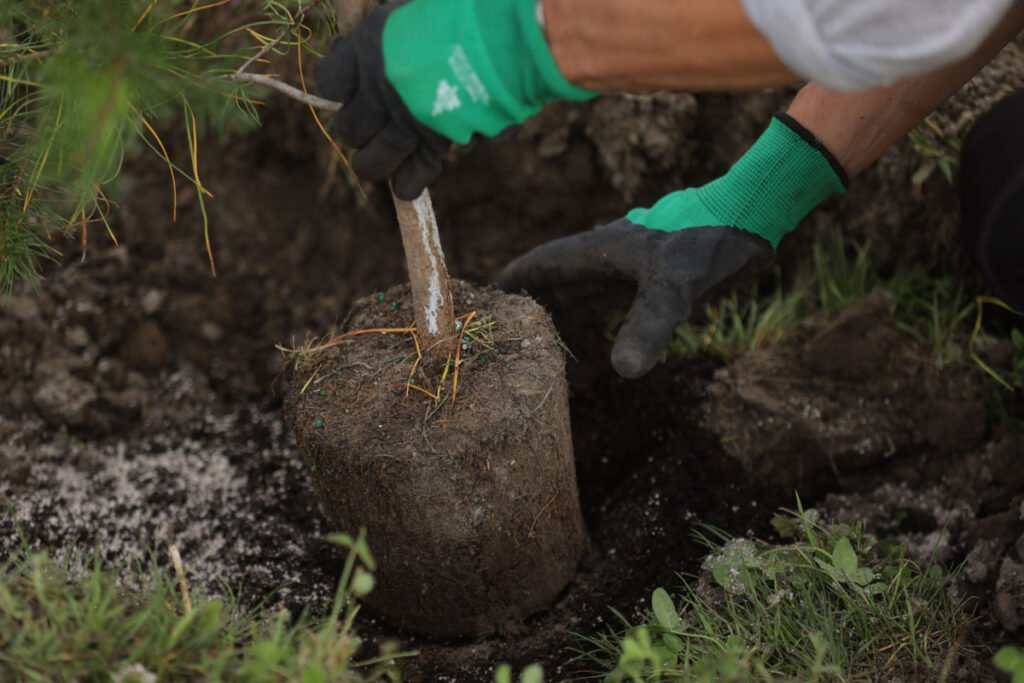 Proper Tree Planting