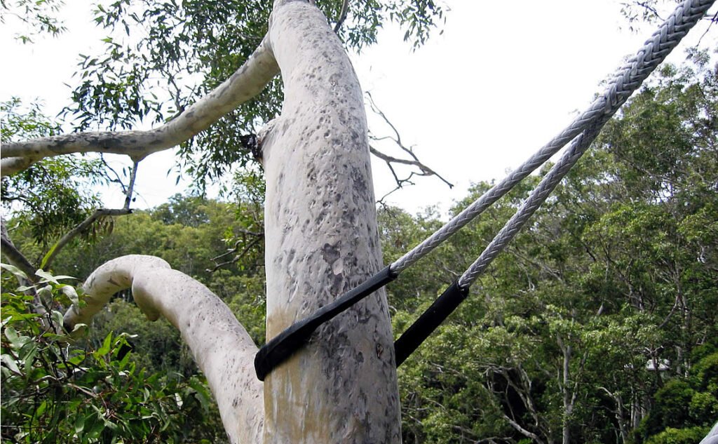 Tree Cabling and Bracing