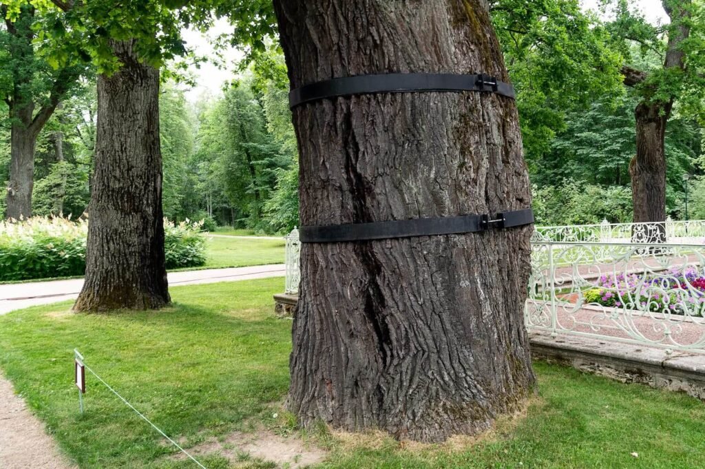 Tree Cabling and Bracing